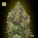 Auto Critical Soma
