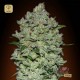 Auto Bio Diesel Mass · Advanced Seeds