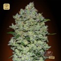 Auto Bio Diesel Mass