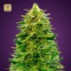 Auto Amnesia