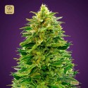 Auto Amnesia
