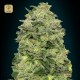 Auto Afghan Skunk · Advanced Seeds