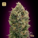 Auto Black Diesel