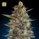 Auto Blue Diesel · Advanced Seeds