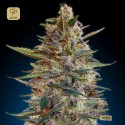 Auto Blue Diesel