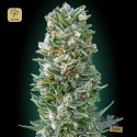 Auto Heavy Bud