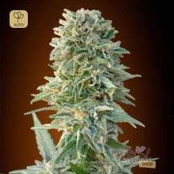 Auto Jack Herer · Advanced Seeds