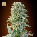 Auto Jack Herer