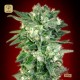 Auto Kaya 47 · Advanced Seeds