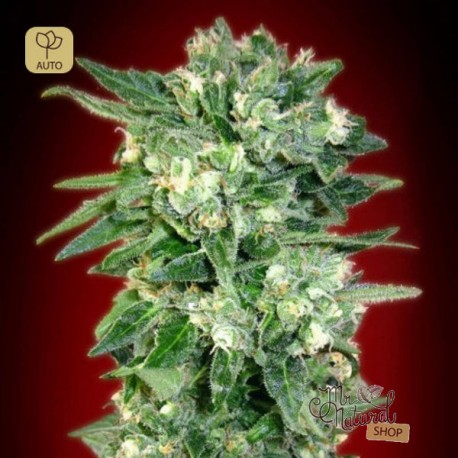 Auto Kaya 47 · Advanced Seeds