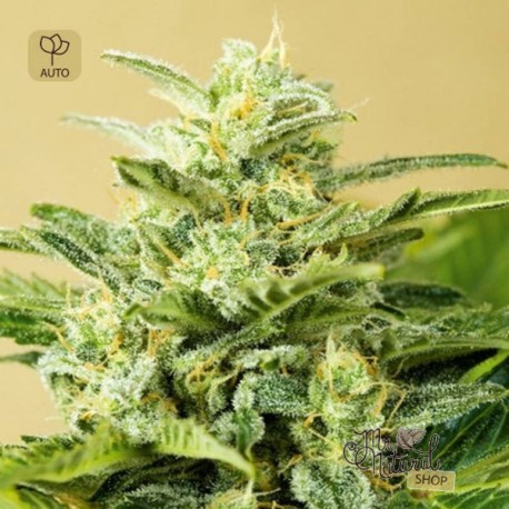 Auto Low Girl · Advanced Seeds