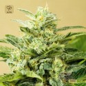 Auto Low Girl