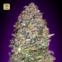 Auto NYC Diesel