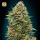 Auto Skunk 47 · Advanced Seeds