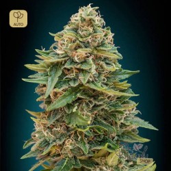 Auto Skunk 47 · Advanced Seeds