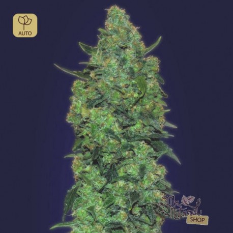 Auto Skunk Mass · Advanced Seeds
