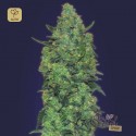 Auto Skunk Mass