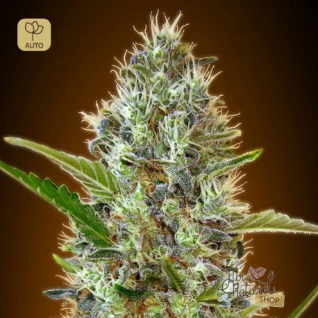 Auto Somango · Advanced Seeds