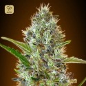 Auto Somango