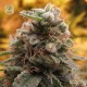 Auto Top 69 · Advanced Seeds