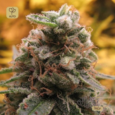 Auto Top 69 · Advanced Seeds