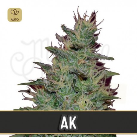 AK Auto · Blimburn