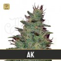 AK Auto
