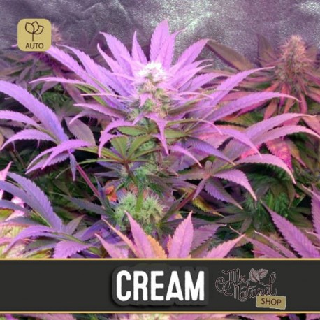 Cream Auto · Blimburn
