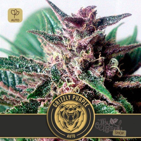 Grizzly Purple Auto · Blimburn