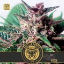 Grizzly Purple Auto
