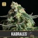 Kabrales Auto · Blimburn