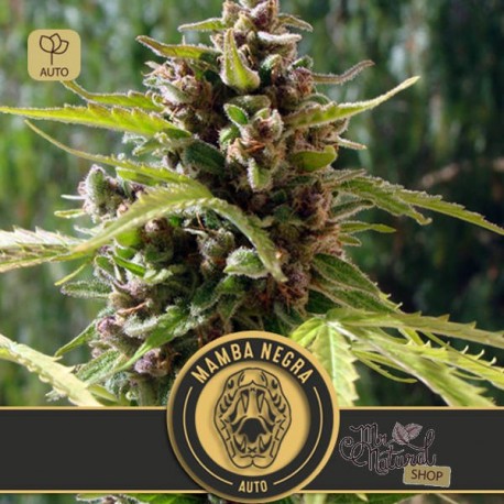 Mamba Negra Auto · Blimburn