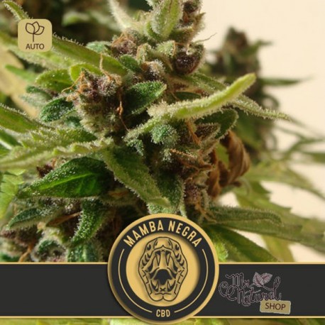 Mamba Negra Auto CBD · Blimburn