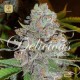 La Diva Auto · Delicious Seeds