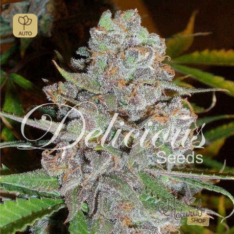 La Diva Auto · Delicious Seeds