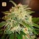 La Bella Afrodita Auto · Delicious Seeds