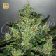 Critical Jack Herer Auto · Delicious Seeds