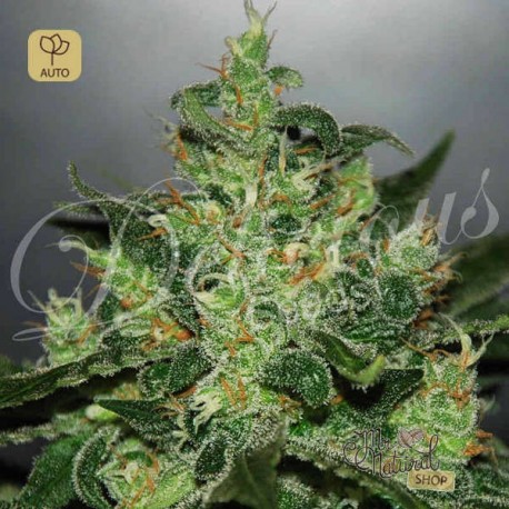 Critical Jack Herer Auto · Delicious Seeds