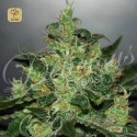 Critical Jack Herer Auto