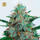 Critical Neville Haze Auto · Delicious Seeds