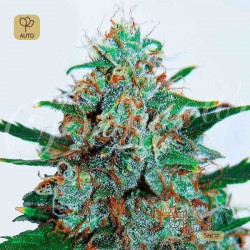Critical Neville Haze Auto · Delicious Seeds