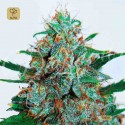 Critical Neville Haze Auto