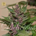 Dark Purple Auto