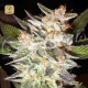 Delicious Candy Auto · Delicious Seeds