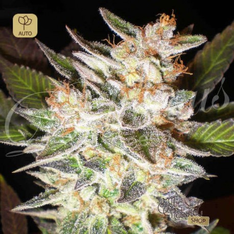 Delicious Candy Auto · Delicious Seeds