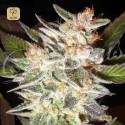 Delicious Candy Auto