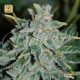 Northern Light Blue Auto · Delicious Seeds