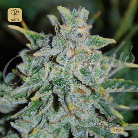 Northern Light Blue Auto · Delicious Seeds