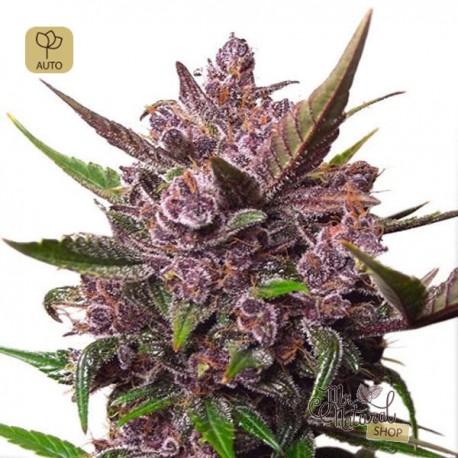 Auto Blackberry Kush · Dutch Passion