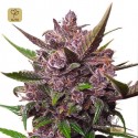 Auto Blackberry Kush